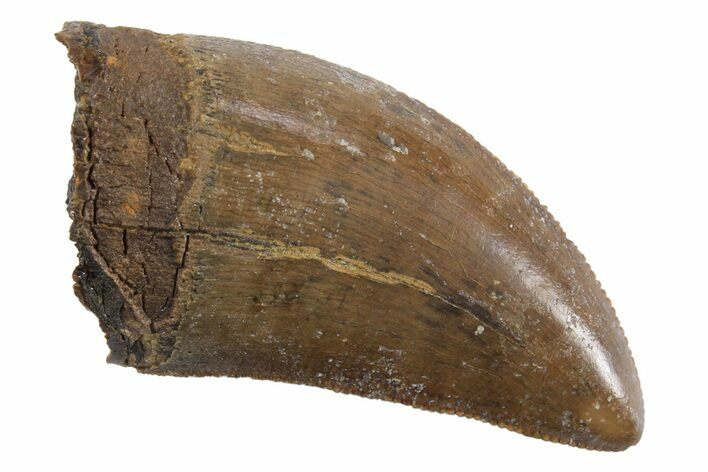 Serrated, Fossil Tyrannosaurus (Trex) Tooth - Wyoming #299752